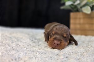 Fernando - Dachshund, Smooth for sale