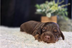 Felix - puppy for sale