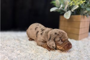 Faith - puppy for sale