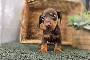 Franklin - Dachshund, Smooth for sale