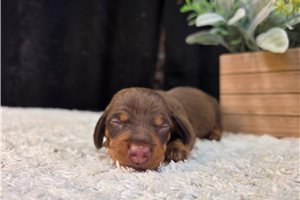 Franklin - puppy for sale