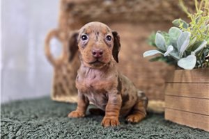 Faith - Dachshund, Smooth for sale