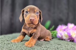 Fernando - Dachshund, Smooth for sale