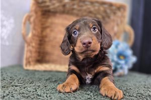 Felix - puppy for sale