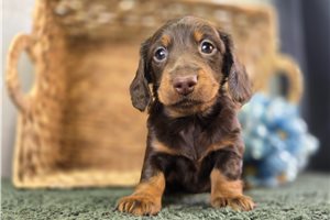 Freya - puppy for sale