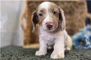 Francisco - Dachshund, Tweenie for sale