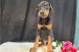 Balto - Doberman Pinscher for sale
