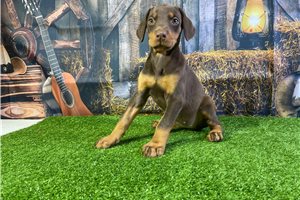 Roberta - puppy for sale