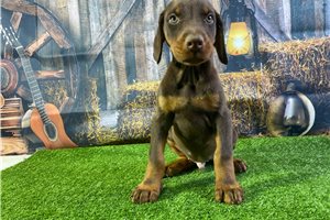 Randy - puppy for sale