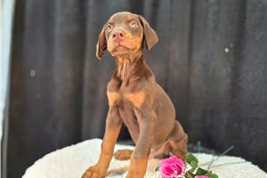 Bandit - Doberman Pinscher for sale