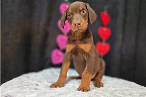 Banjo - Doberman Pinscher for sale