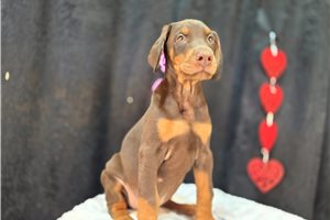 Bantam - Doberman Pinscher for sale
