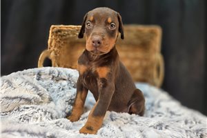 Babe - Doberman Pinscher for sale