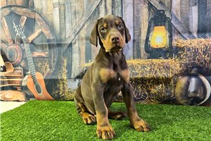 Rudolph - puppy for sale