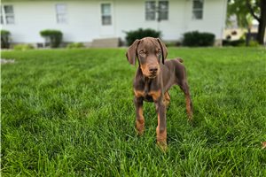 Roy - puppy for sale