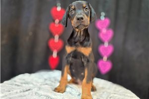 Bailey - Doberman Pinscher for sale