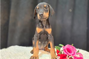 Baroness - Doberman Pinscher for sale