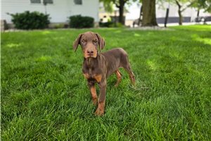 Randall - puppy for sale