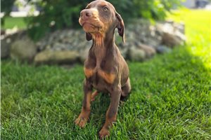 Rascall - puppy for sale