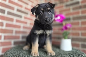 Iago - German Shepherd for sale