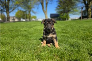 Loretta - puppy for sale