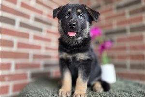 Isaiah - puppy for sale