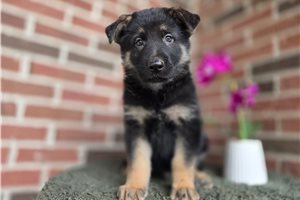 Icarus - German Shepherd for sale