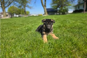 Linus - German Shepherd for sale