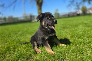 Lipton - puppy for sale