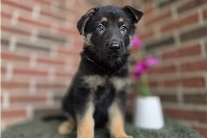 Irving - puppy for sale