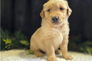 Bertrand - Golden Retriever for sale