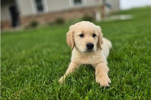 Maddox - puppy for sale