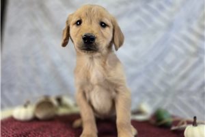 Eliza - puppy for sale