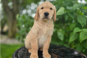 Oakley - Golden Retriever for sale