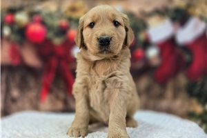 Emerson - Golden Retriever for sale