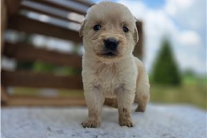 Esther - puppy for sale