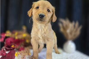 Eevee - Golden Retriever for sale