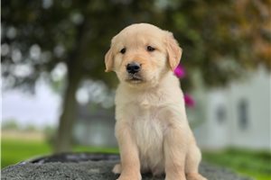 Oscar - Golden Retriever for sale
