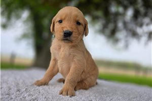 Ophelia - puppy for sale