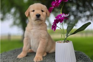 Oliver - Golden Retriever for sale