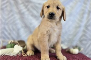 Ervin - puppy for sale