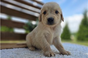 Emory - puppy for sale