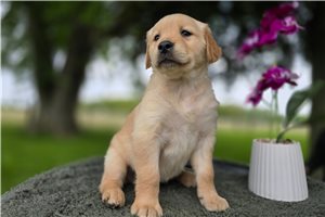 Opal - Golden Retriever for sale