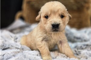 Leonard - puppy for sale