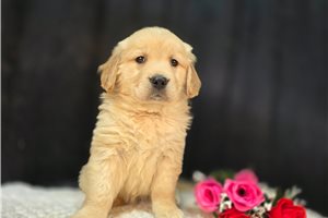 Lauren - puppy for sale