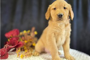 Easton - puppy for sale