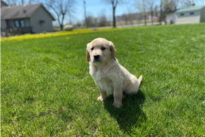 Maestro - puppy for sale