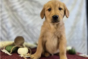 Elmo - puppy for sale