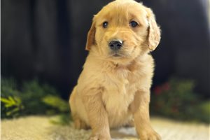 Blanche - Golden Retriever for sale