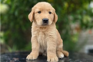 Ferris - Golden Retriever for sale